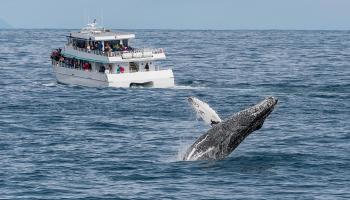 Whale Watching photo